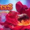 Bees: The Secret Kingdom
